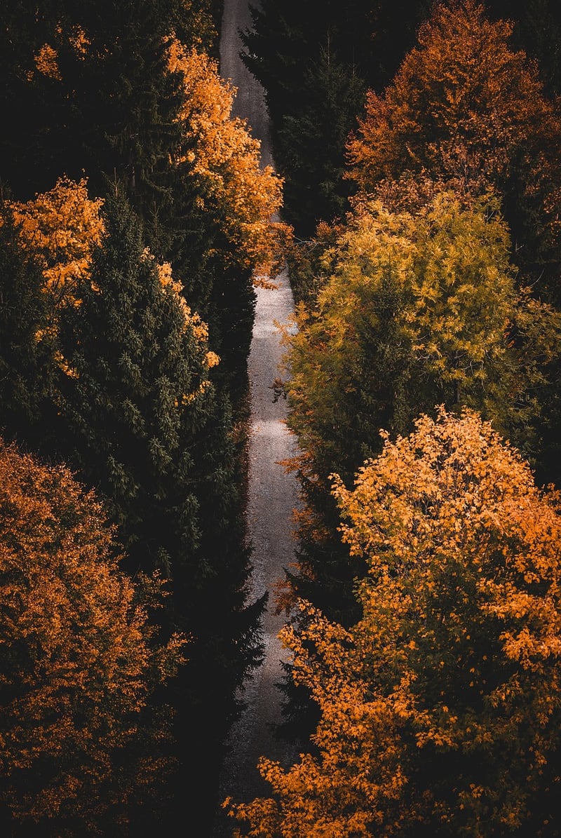 Travelers Hiking
